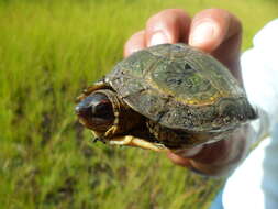 Image of Furrowed Wood Turtle