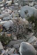 Image of Thelocactus tulensis (Polseg.) Britton & Rose