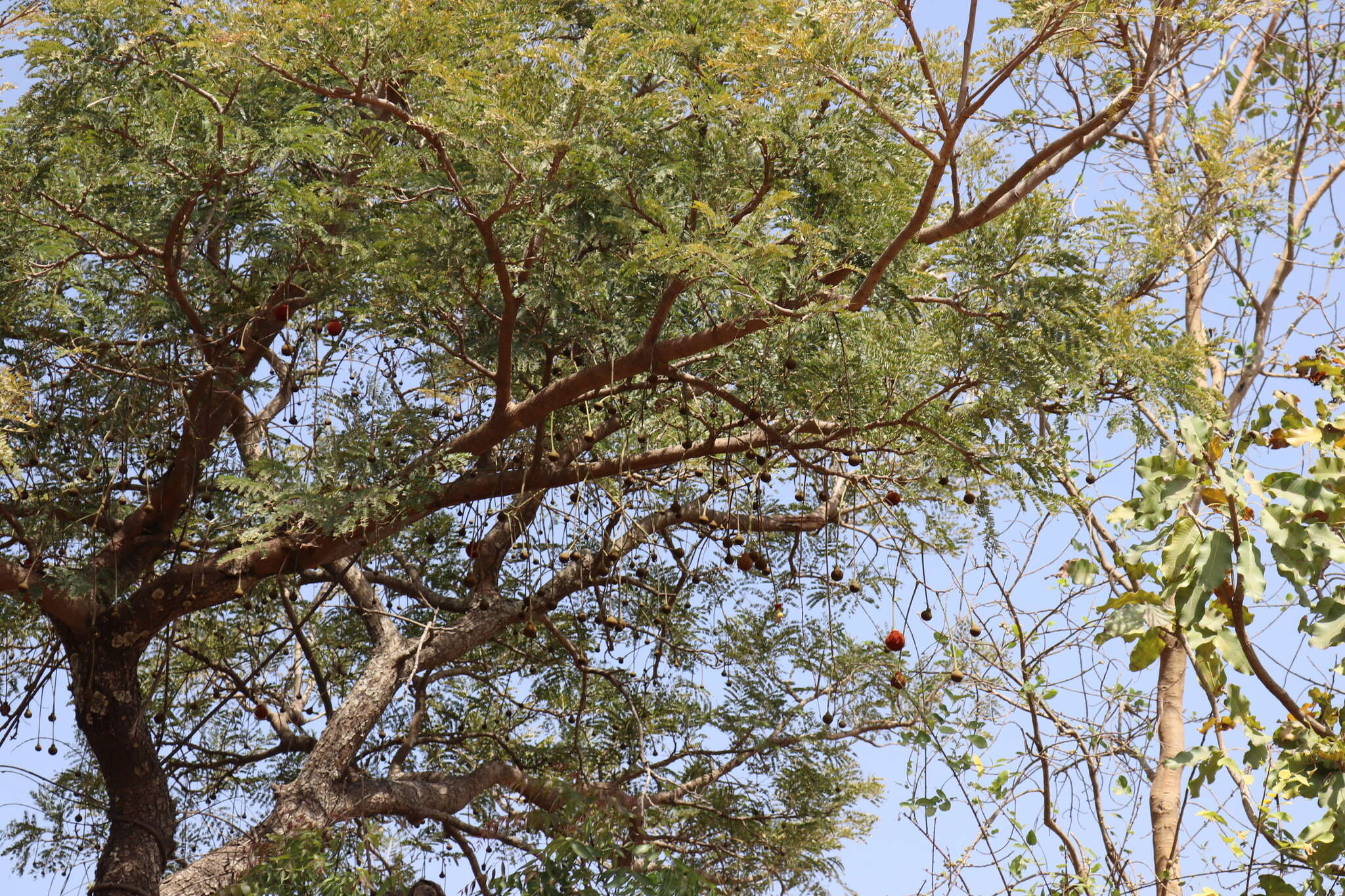 Image of African Locust Bean Tree