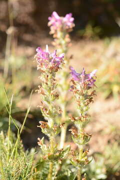 Image de Pedicularis korolkowii Regel