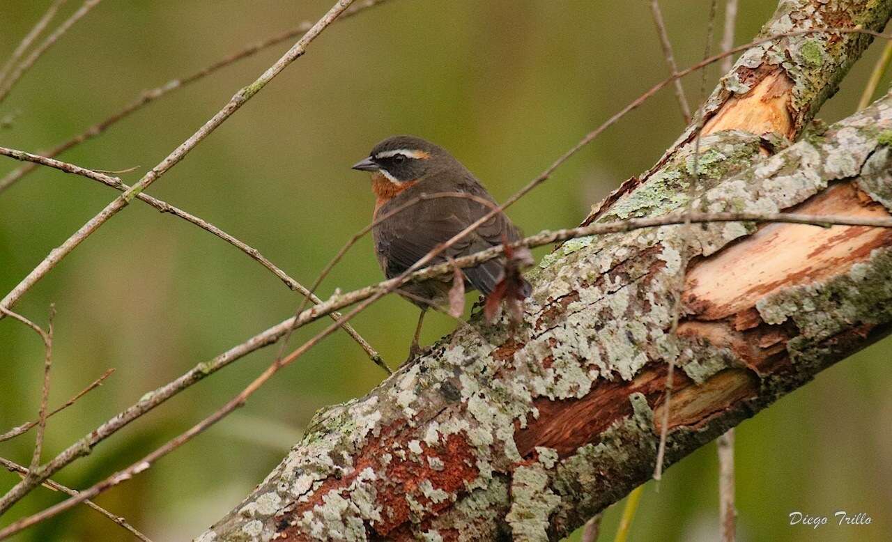 Image of Black-and-rufous Warbling Finch