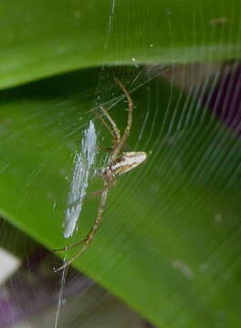 Image de Argiope tapinolobata Bjørn 1997