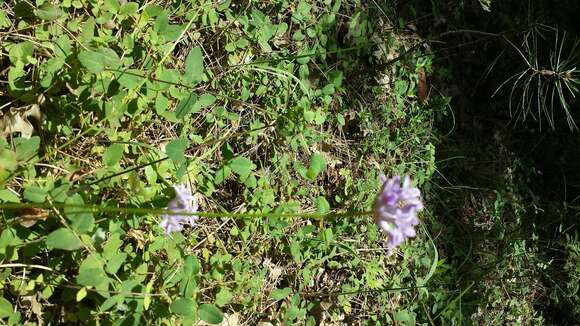 Sivun Dichelostemma multiflorum (Benth.) A. Heller kuva