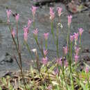 Image of Polygala adenophora DC.