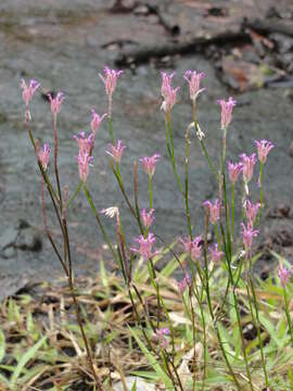 Слика од Polygala adenophora DC.