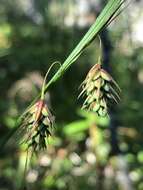 Image of boreal bog sedge