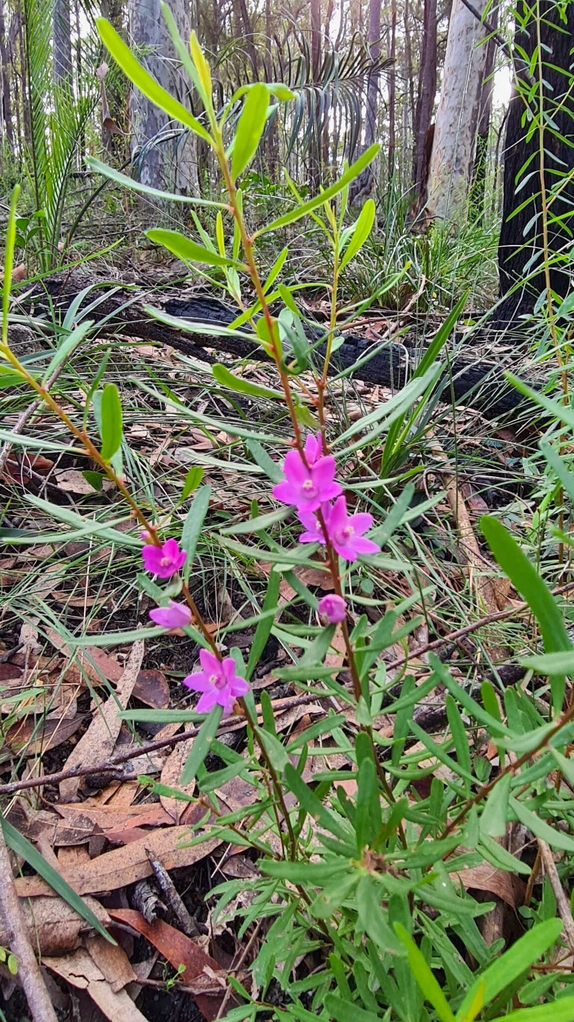 Image of Crowea exalata F. Müll.