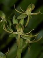 Image of Hammock False Rein Orchid
