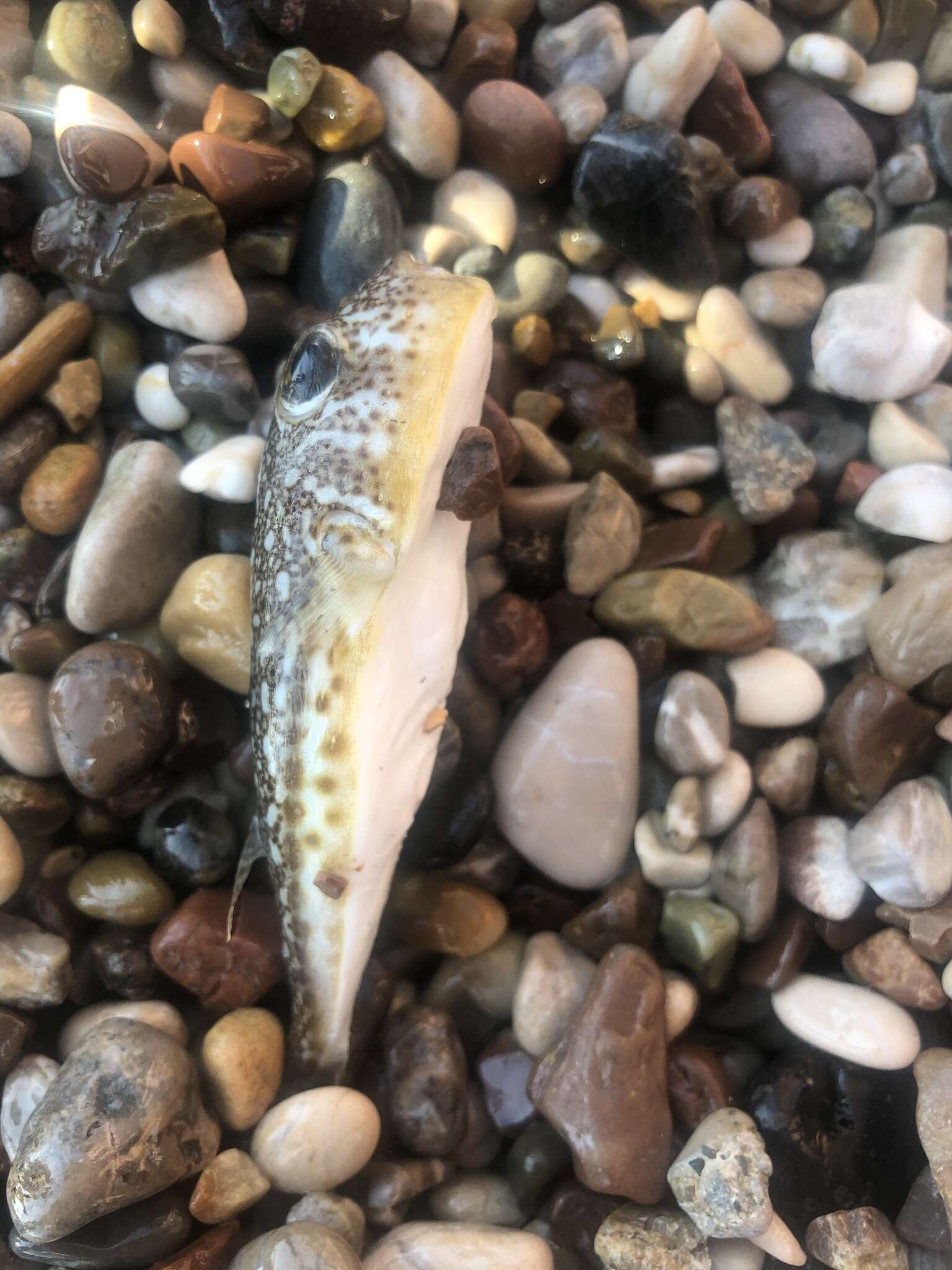 Image of Studded Pufferfish