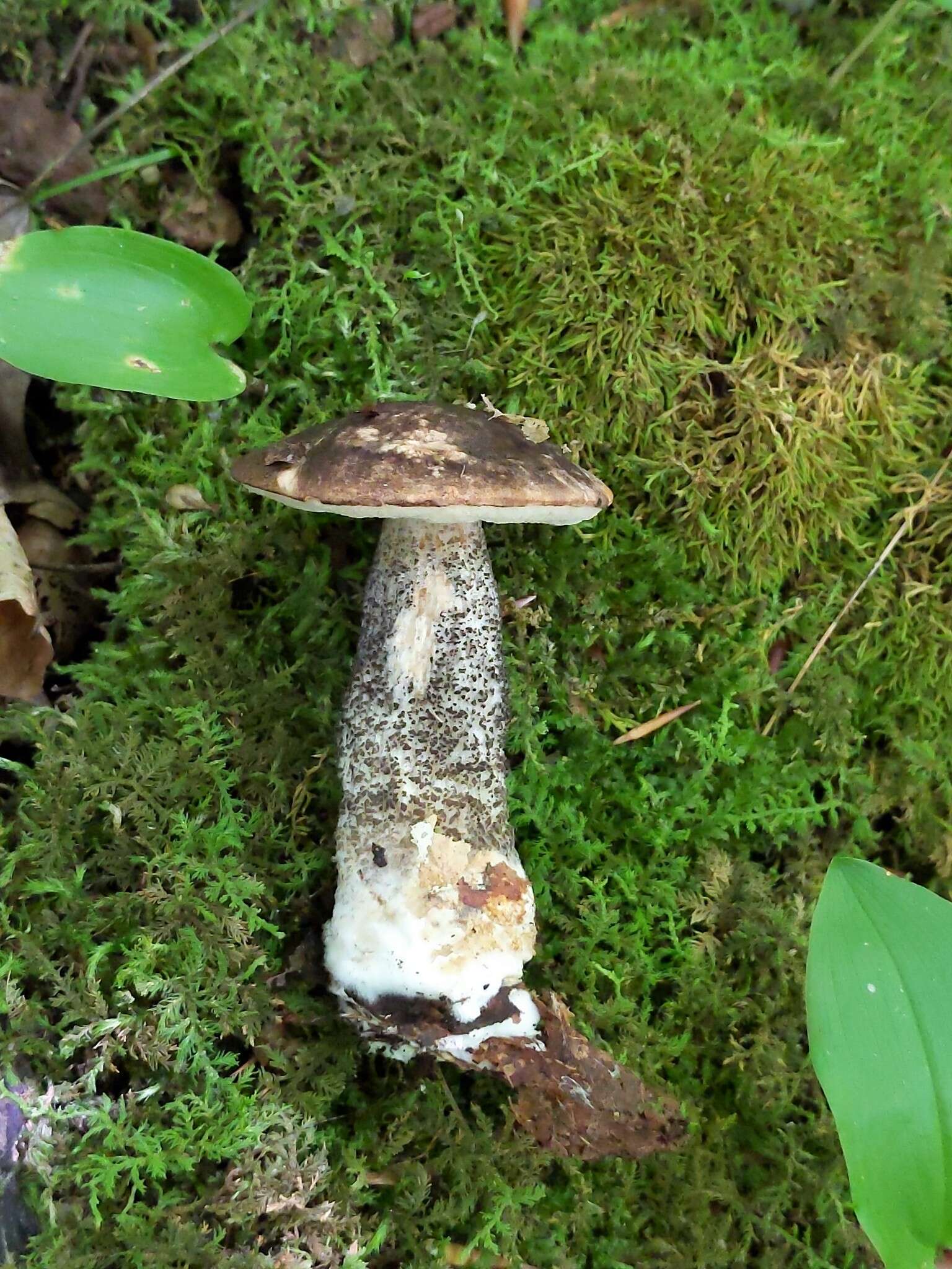 Image of Leccinum snellii A. H. Sm., Thiers & Watling 1967