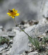 Image of narrowleaf arnica