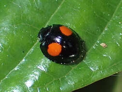 Image of Cactus Lady Beetle