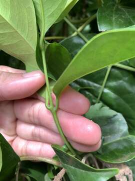 Image of Syzygium tripinnatum (Blanco) Merr.