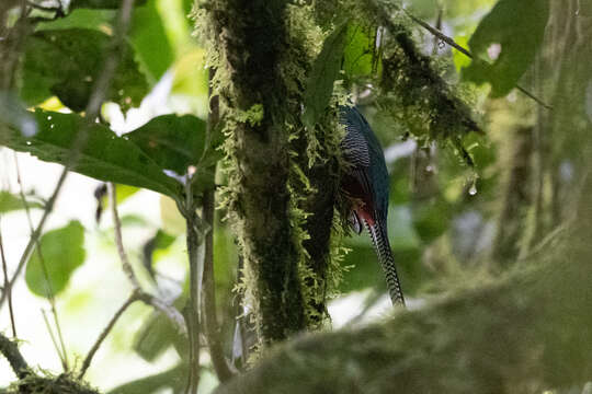 Image of Bar-tailed Trogon