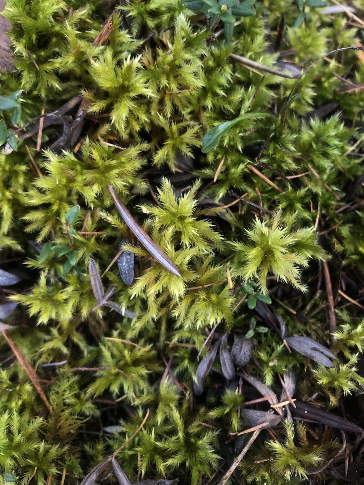 Image of tomentypnum moss