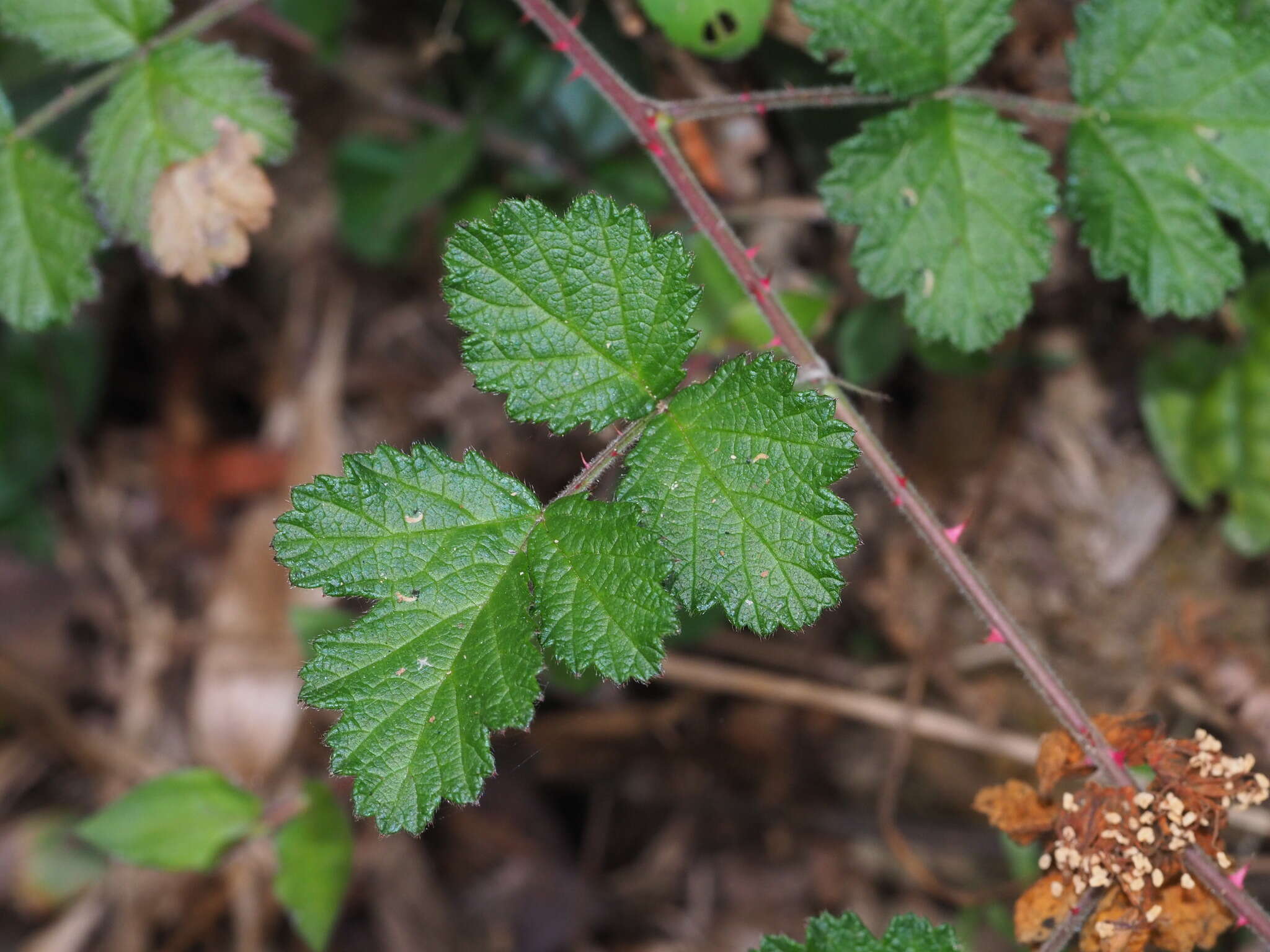 Sivun Rubus parvifolius L. kuva