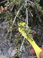 Image of Ceanothus prostratus var. prostratus