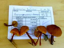 Imagem de Gymnopilus bellulus (Peck) Murrill 1917