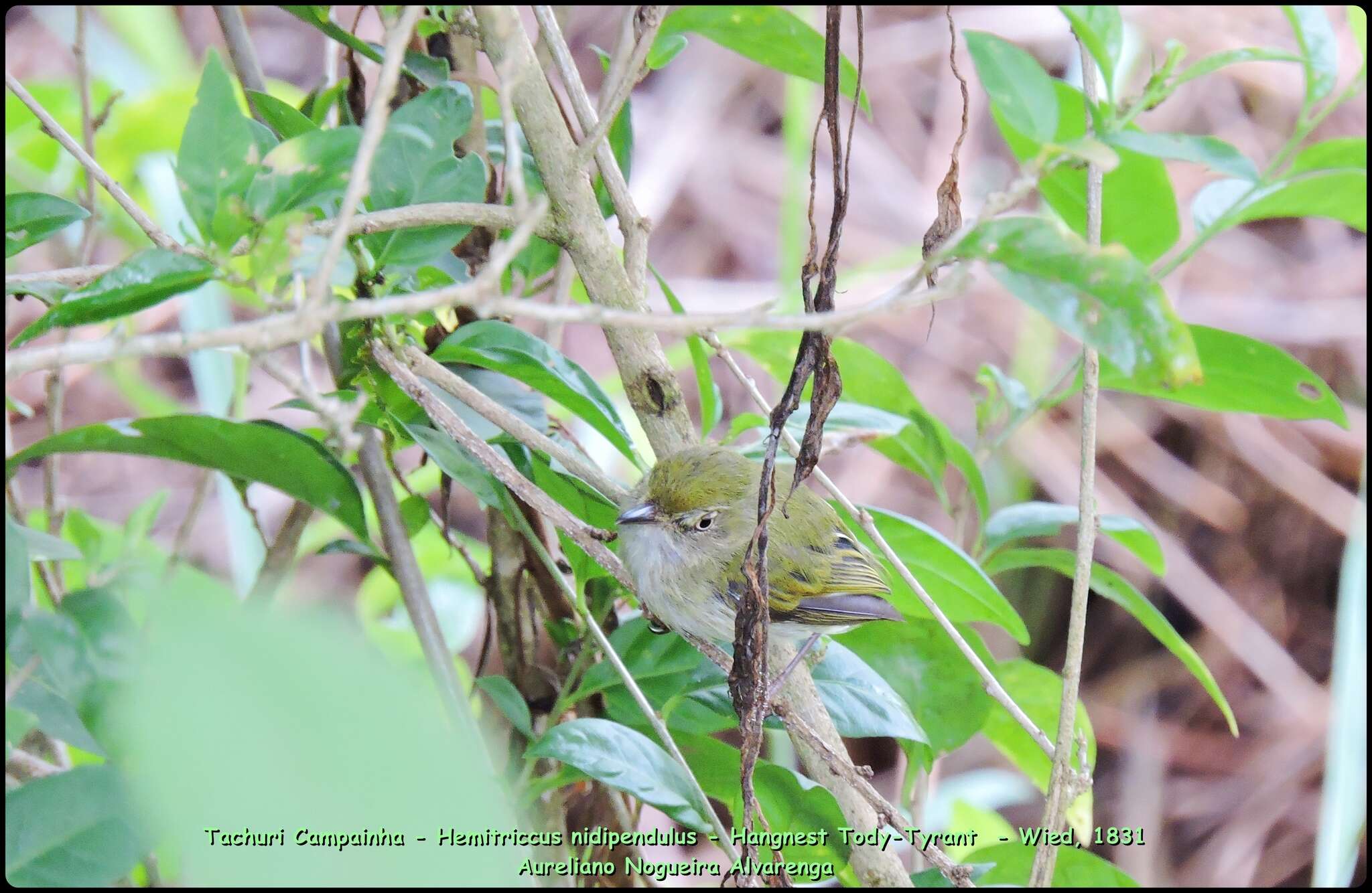 Image of Hangnest Tody-Tyrant