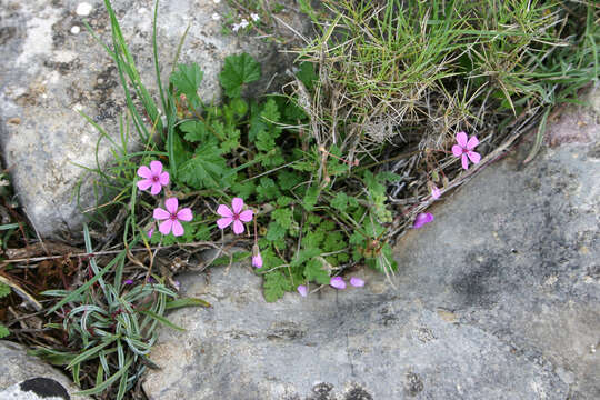 Image of Erodium sanguis-christi Sennen