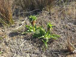 Imagem de Eucomis autumnalis subsp. autumnalis