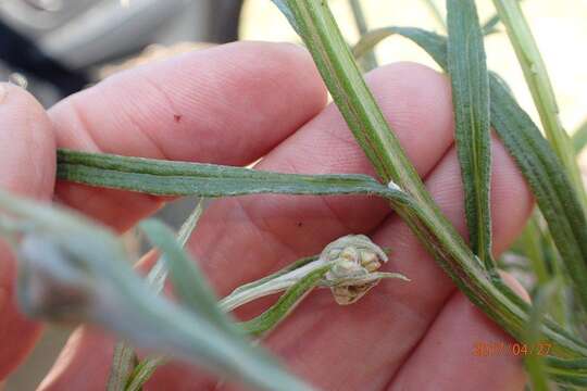 Imagem de Helichrysum natalitium DC.