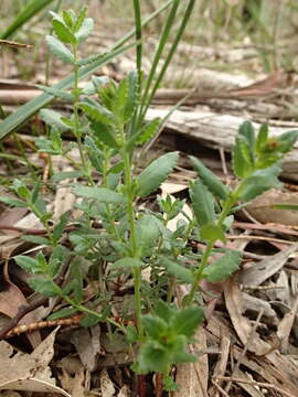 Image of Gonocarpus tetragynus Labill.