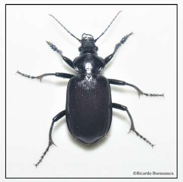 Слика од Calosoma (Castrida) vagans Dejean 1831