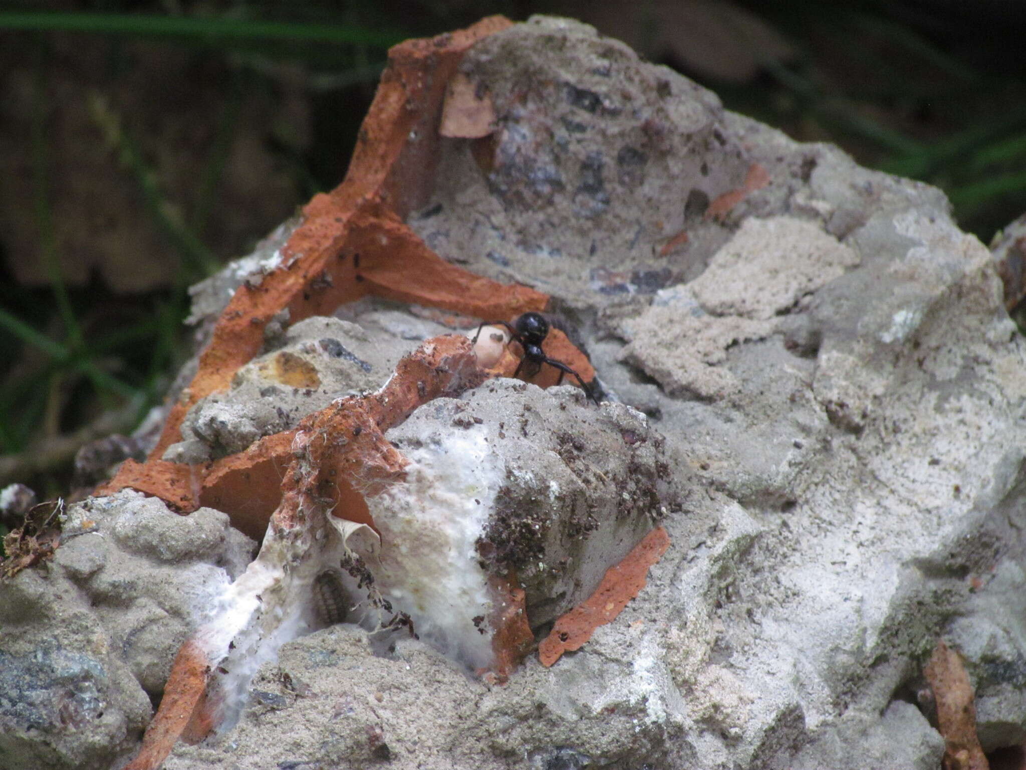 صورة Steatoda retorta González 1987