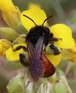 Image of Andrena prima Casad 1896