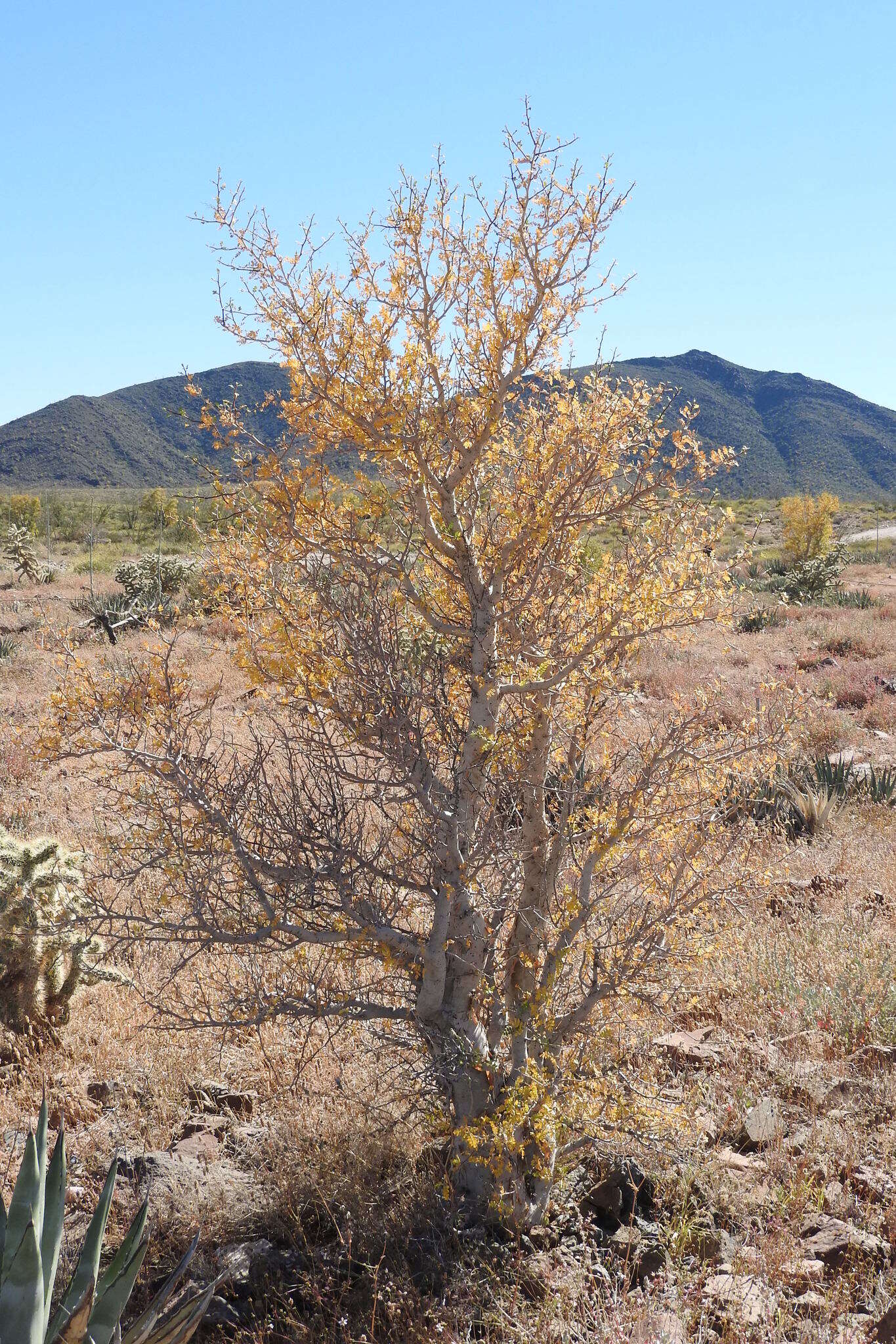 Image of elephant tree