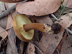 صورة Lactifluus leonardii (Stubbe & Verbeken) Stubbe 2012