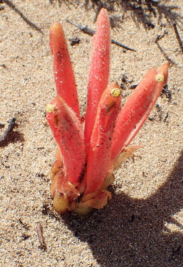 Image of Hyobanche glabrata Hiern