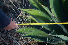 Слика од Agave maximiliana var. katharinae (A. Berger) Gentry