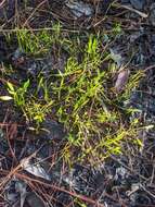 Image of Dwarf Burhead Pygmy Swordplant