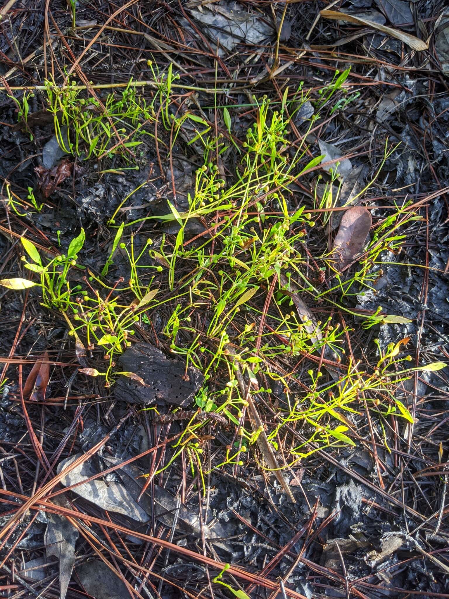 Image of Dwarf Burhead Pygmy Swordplant