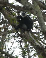 Image of Geoffroy's Black-and-White Colobus