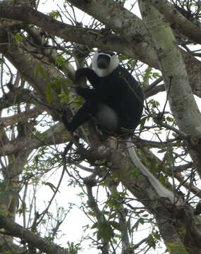 Sivun Colobus vellerosus (I. Geoffroy Saint-Hilaire 1834) kuva