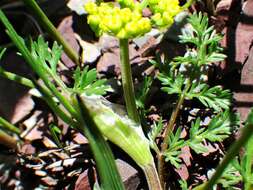 Imagem de Lomatium sandbergii (Coult. & Rose) Coult. & Rose