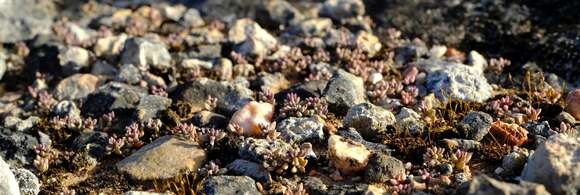 Image of Crassula expansa subsp. filicaulis (Haw.) Tölken