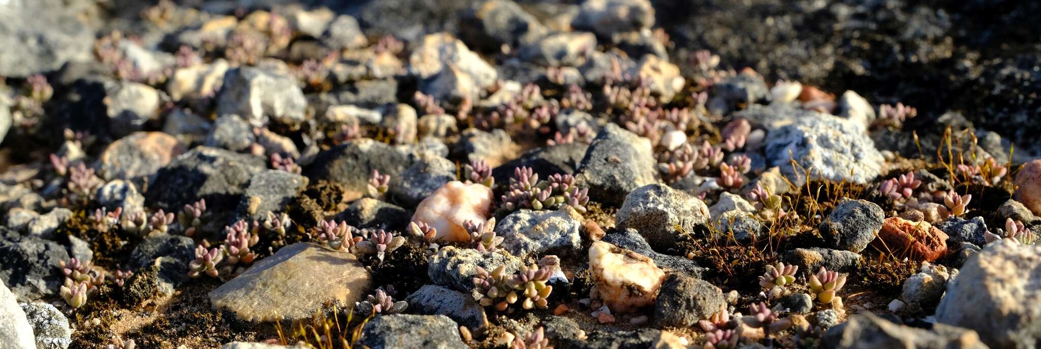 Image of Crassula expansa subsp. filicaulis (Haw.) Tölken