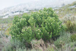 Plancia ëd Olea capensis L.