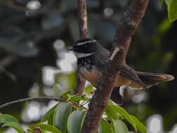 Image of White-spotted Fantail