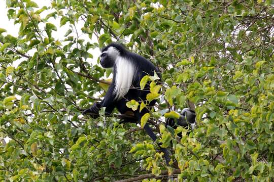 Image of Colobus angolensis palliatus Peters 1868