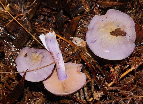 Image of Cortinarius lavendulensis Cleland 1928