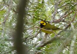 Image of Hooded Warbler