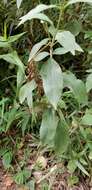 Image of <i>Coreopsis <i>pubescens</i></i> var. pubescens