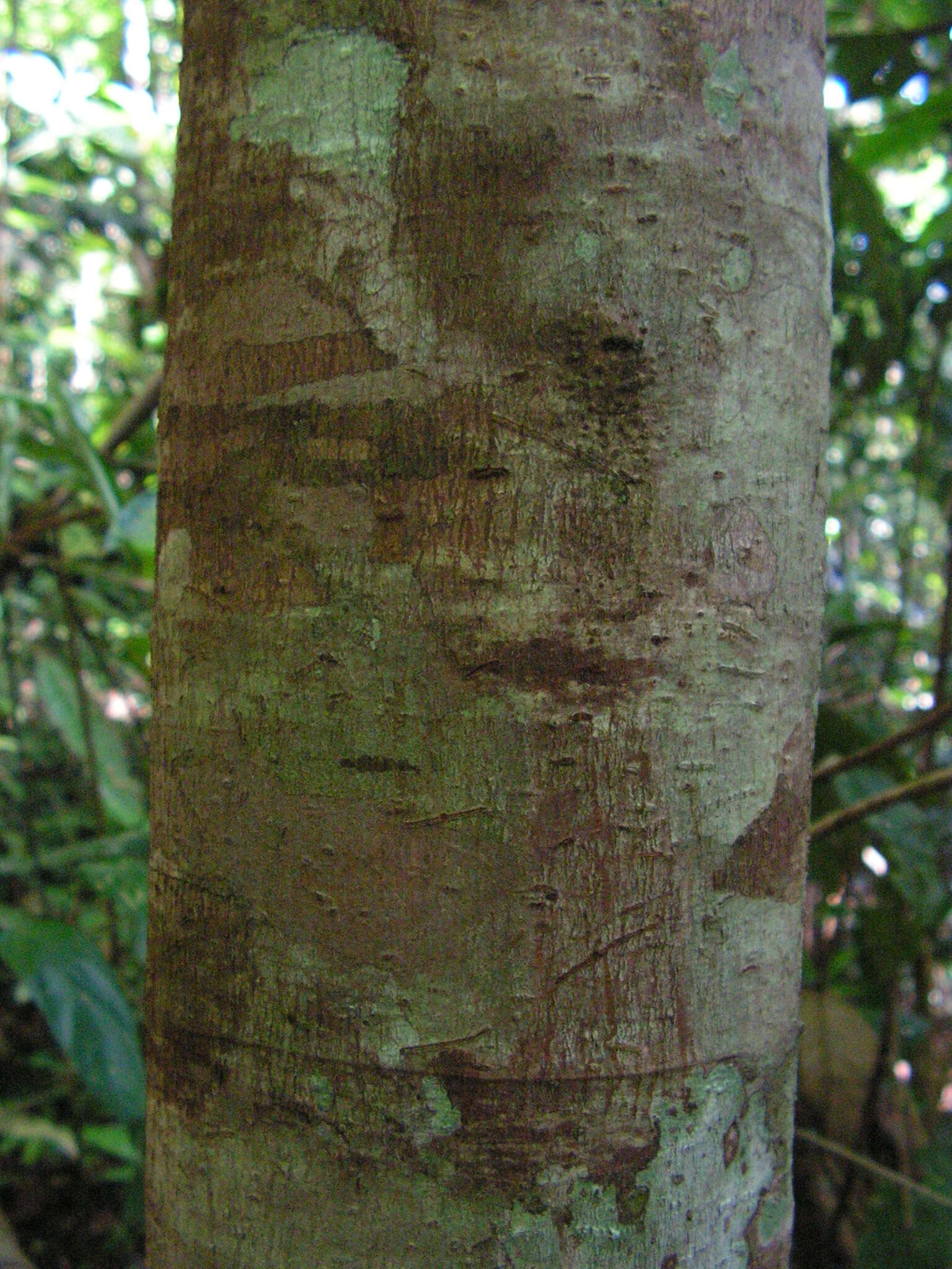 Image de Pourouma guianensis Aubl.