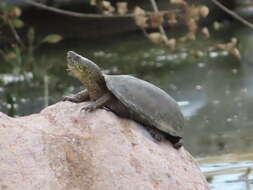 Image of Rough-footed Mud Turtle