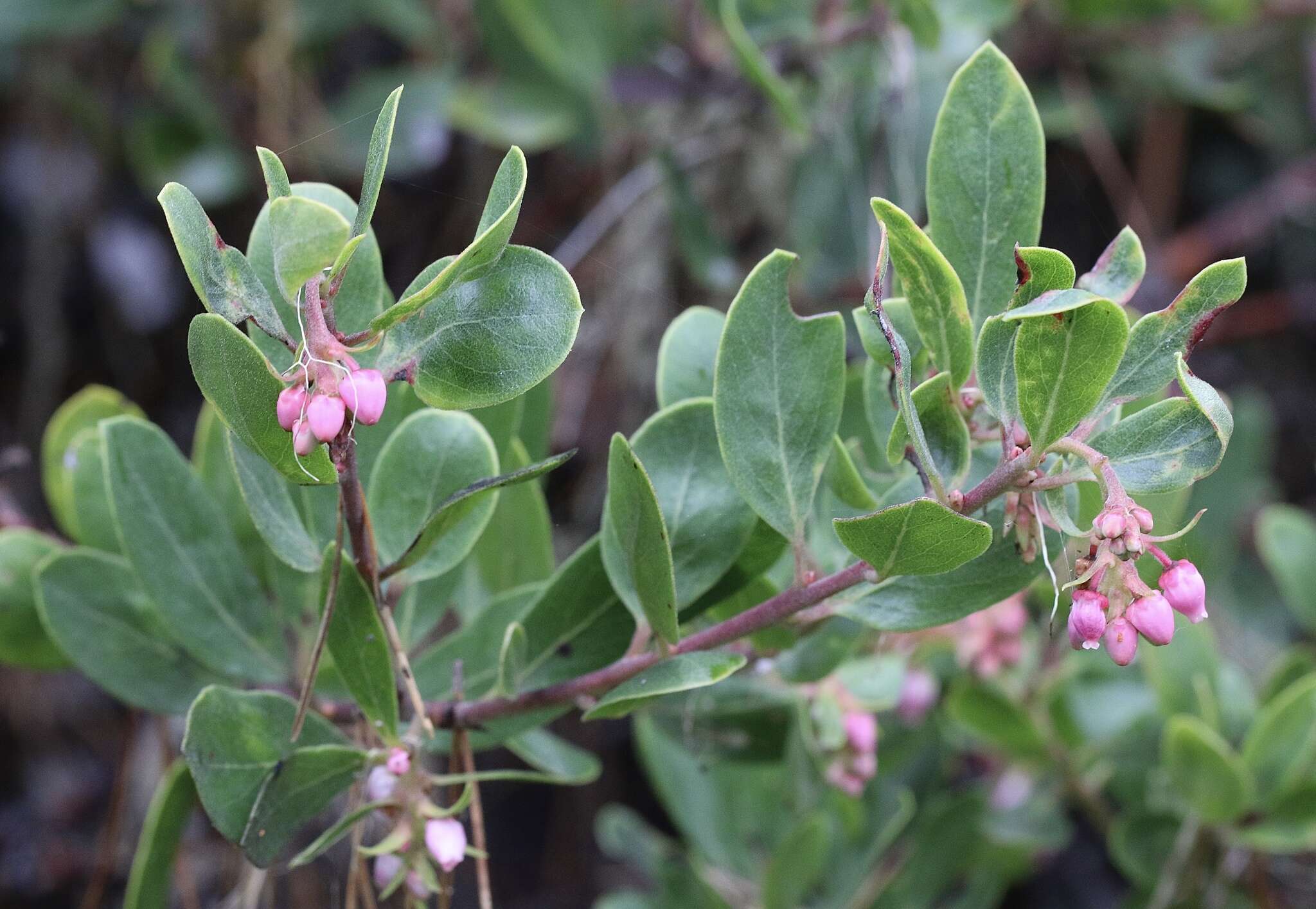 Image of manzanita